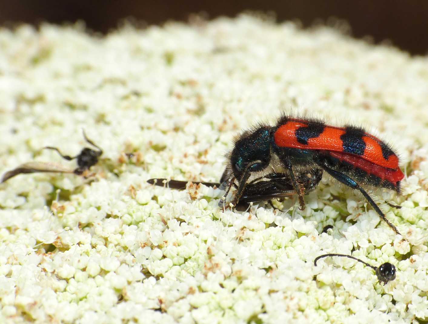 Trichodes alvearius (Cleridae): il fiero pasto